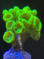 Fluor calustrea, Vis