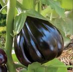 Zaden Aubergine Black Beauty – Solanum melongena, Verzenden, Voorjaar, Volle zon, Zaad