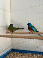 Koppel Splendid parkieten, Dieren en Toebehoren, Meerdere dieren, Parkiet, Geringd