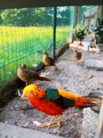 Goudfazanten 1HAAN 2hennen 80.00 zie beschrijving, Dieren en Toebehoren, Vogels | Overige Vogels, Meerdere dieren, Geringd