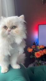 Simpa, Poes