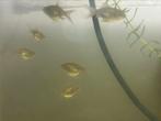 Baby goudvissen oranje/wit, Dieren en Toebehoren, Vissen | Aquariumvissen, Vis