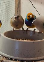 3x Goulds, Oranjekop, paars borst, Dieren en Toebehoren, Vogels | Overige Vogels, Mannelijk, Tropenvogel, Geringd