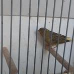 Kanarie, Dieren en Toebehoren, Vogels | Kanaries, Mannelijk, Zangkanarie