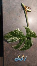 Monstera variegata stekken, Huis en Inrichting, Kamerplanten, Ophalen, Overige soorten, Minder dan 100 cm