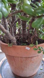 Grote jadeplant Crassula ovata – geldboom in pot 115 cm, Ophalen, Volle zon