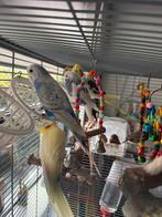 Alle vogels, volliere  en accessoires, Dieren en Toebehoren, Vogels | Hokken en Kooien, Ophalen, Vogelkooi