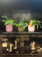 Monstera minima – met of zonder pot, Ophalen, Overige soorten, Minder dan 100 cm