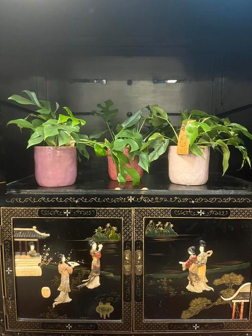 Monstera minima – met of zonder pot, Huis en Inrichting, Kamerplanten, Overige soorten, Minder dan 100 cm, Ophalen