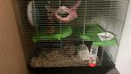 hamster te koop, Dieren en Toebehoren, Knaagdieren, Hamster, Maart, Vrouwelijk, Tam