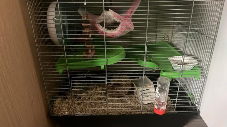 hamster te koop, Dieren en Toebehoren, Knaagdieren, Vrouwelijk, Hamster, Maart, Tam