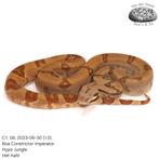 Boa Constrictor C1.2023, Slang, Tam, 0 tot 2 jaar