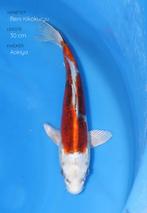 Japanse koi karper 31cm "Doitsu Beni Kikokuryu", Dieren en Toebehoren, Karper of Koi