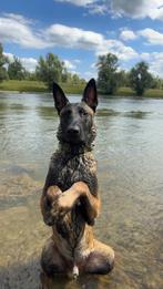 Teven gezocht voor dekking– zoon van Nederlands kampioen, Dieren en Toebehoren, Honden | Herdershonden en Veedrijvers, CDV (hondenziekte)