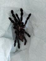Poecilotheria metallica, Dieren en Toebehoren, Insecten en Spinnen, Spin of Schorpioen