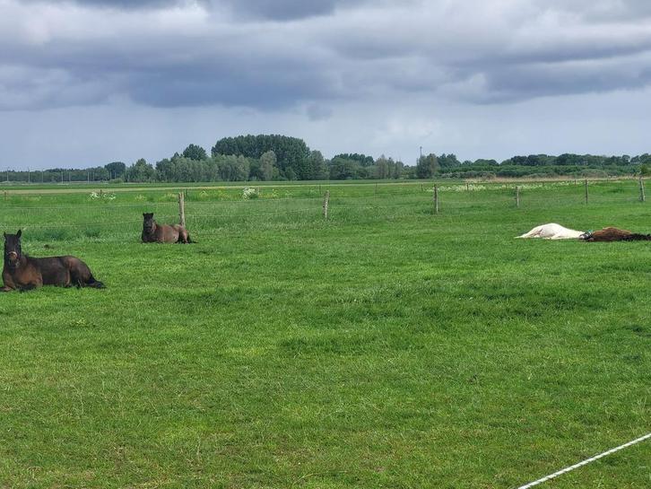 Stalling te huur :, Dieren en Toebehoren, Stalling en Weidegang, Stalling