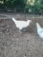 Toompje jonge poule de bresse, Meerdere dieren, Kip