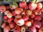 Appels, Diversen, Levensmiddelen, Ophalen of Verzenden