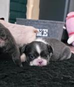 🥰Prachtige unieke combinatie x fluffy franse bulldog pups🥰, Bulldog, Meerdere, Meerdere dieren, Nederland