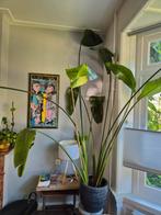 Grote strelitzia met pot, Huis en Inrichting, Kamerplanten, Ophalen, Overige soorten, 200 cm of meer