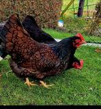 Te koop dubbel gezoomde Barnevelders hennen, Dieren en Toebehoren, Pluimvee, Vrouwelijk, Kip