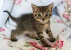 Gezocht een  grijze kitten.  Vrouwtje 10-12 weken, Dieren en Toebehoren, Katten en Kittens | Overige Katten, Poes