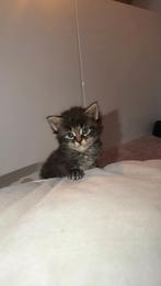 Mooie Main Coon kittens, Meerdere dieren, Gechipt, 0 tot 2 jaar
