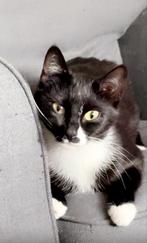 Jonge poes tekoop, 0 tot 2 jaar