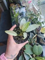 Philodendron Florida Ghost (mint), Ophalen of Verzenden, Overige soorten, Minder dan 100 cm