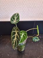 Alocasia black velvet, Ophalen of Verzenden, Overige soorten, Minder dan 100 cm