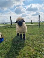 Walliser Schwarznase ooitje, Dieren en Toebehoren, Vrouwelijk, Schaap, 0 tot 2 jaar