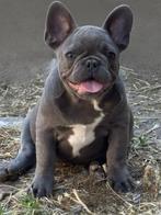 Franse bulldoggen, Dieren en Toebehoren, Honden | Bulldogs, Pinschers en Molossers, Particulier, Rabiës (hondsdolheid), 15 weken tot 1 jaar