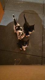 Leuke boerderij kittens, Dieren en Toebehoren, Katten en Kittens | Overige Katten, Meerdere dieren, Kortharig, 0 tot 2 jaar