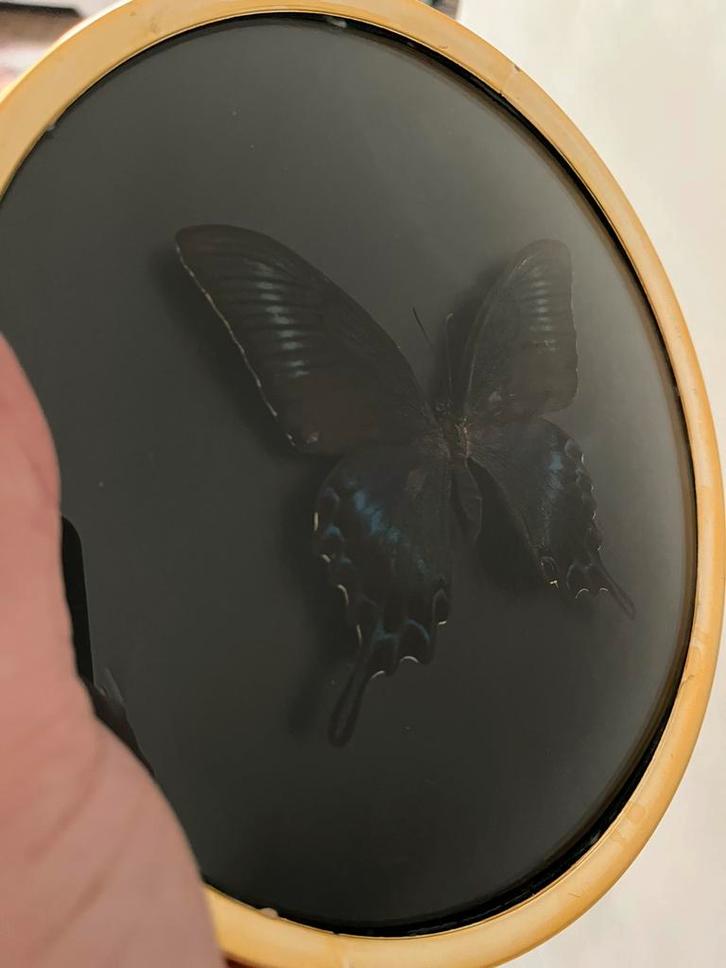 Vintage lijst met opgezette vlinder, Verzamelen, Dierenverzamelingen, Zo goed als nieuw, Opgezet dier, Insect, Ophalen