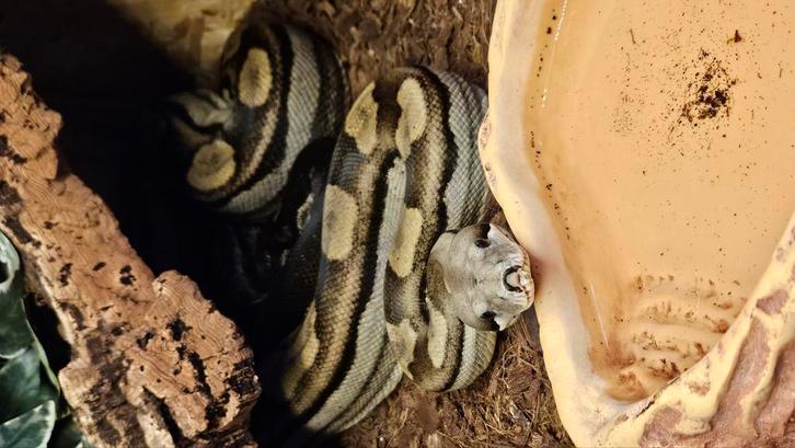 boa constrictor motley het kahl, volwassen vrouw