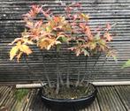Moeraseik Bonsai Bos - Prachtig Herfstkleuren!, Ophalen, Bloeit niet, Halfschaduw, Overige soorten