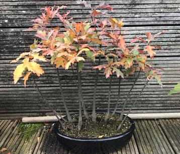 Moeraseik Bonsai Bos - Prachtig Herfstkleuren! beschikbaar voor biedingen