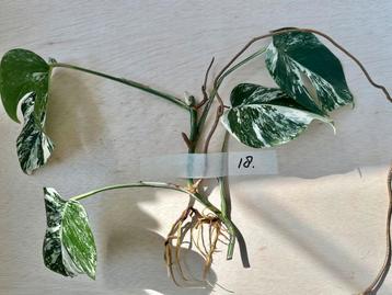 Monstera Albo stek met veel nieuwe wortels en uitloper beschikbaar voor biedingen