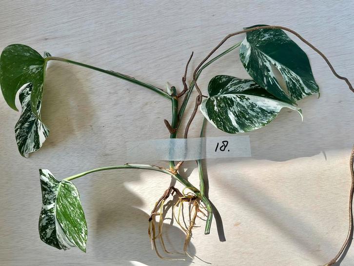 Monstera Albo stek met veel nieuwe wortels en uitloper, Huis en Inrichting, Kamerplanten, Overige soorten, Minder dan 100 cm, Groene kamerplant