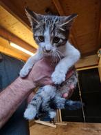 Boerderij katjes zoeken een nieuw thuis, Dieren en Toebehoren, Katten en Kittens | Overige Katten