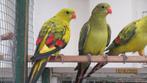 berrg parkieten, Dieren en Toebehoren, Vogels | Parkieten en Papegaaien, Meerdere dieren, Parkiet