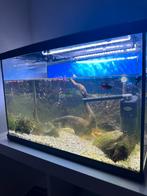 Mooi aquarium met visjes en algeneters, Dieren en Toebehoren, Vissen | Aquaria en Toebehoren, Ophalen, Zo goed als nieuw, Gevuld zoetwateraquarium
