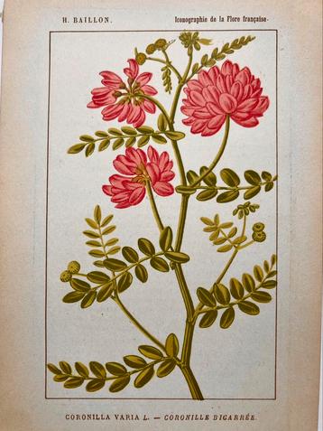 🌺ANTIEKE bloemen prent Frans kruiden plaatje decoratie beschikbaar voor biedingen