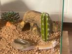 luipaardgekko met volledig ingericht terrarium, Dieren en Toebehoren, Reptielen en Amfibieën | Toebehoren, Ophalen of Verzenden