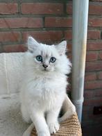 Prachtige British Longhair kittens – 4 maanden oud