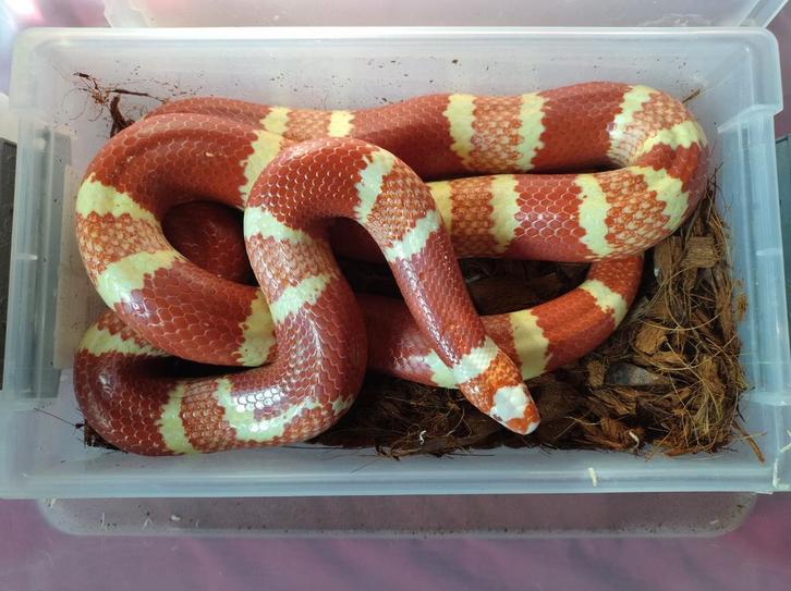Lampropeltis triangulum hondurensis albino vrouwtje