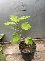 Vijg op stam Brown Turkey, Tuin en Terras, Ophalen, Minder dan 100 cm, Volle zon, In pot