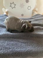 Lief tam skinny cavia zeugje, Cavia, Vrouwelijk, November, Tam