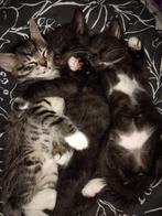 Kittens geboren 6 weken oud . Ze wachten op hun nieuwe thuis, Dieren en Toebehoren, Katten en Kittens | Overige Katten