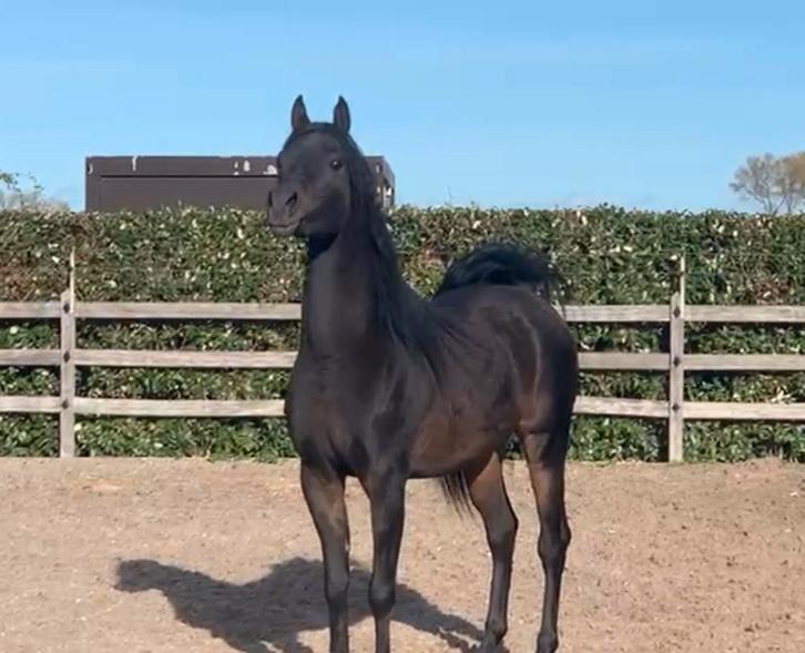 Arabische volbloeds/ Arabier, Dieren en Toebehoren, Paarden, Merrie, Niet van toepassing, Minder dan 160 cm, 3 tot 6 jaar, Recreatiepaard